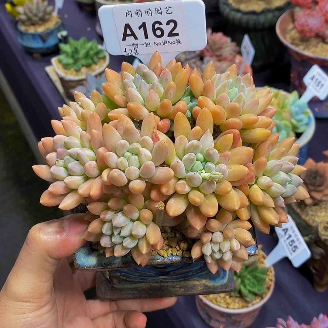 顾***尔奶糖A162多肉发货