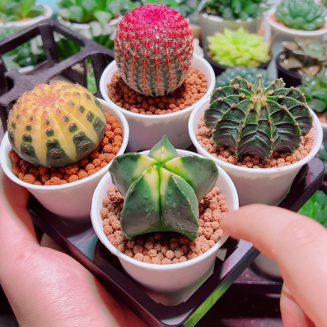 仙人球组合多肉多肉