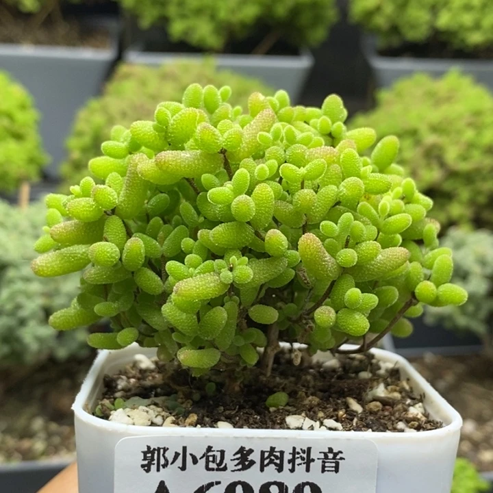 蜜橘糖球6989枝干番杏