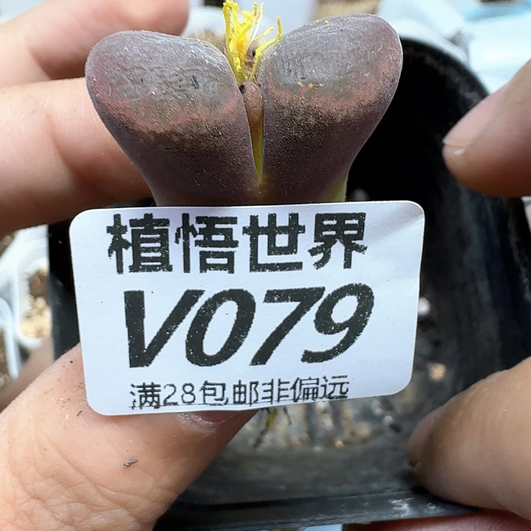 多肉植物的润泽fv
