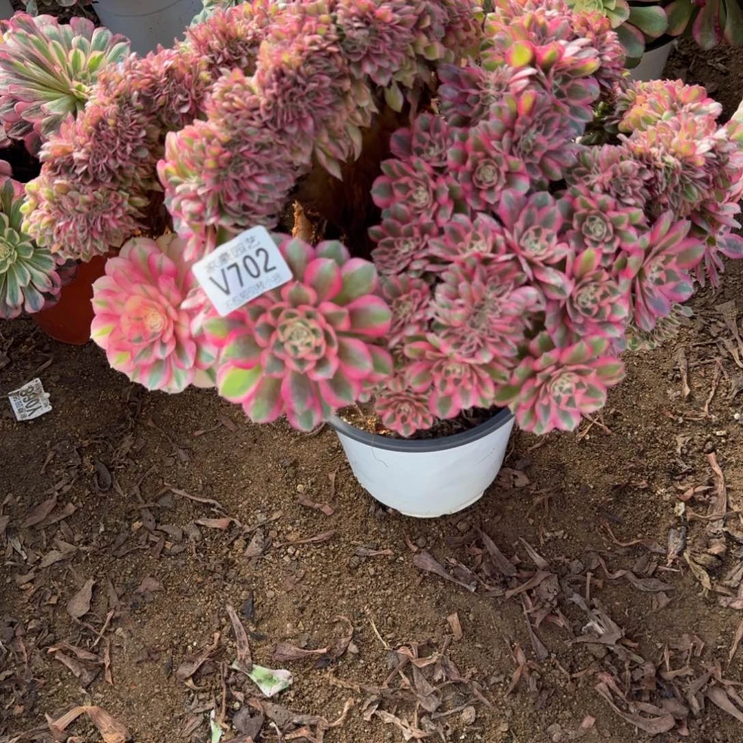 702倾城缀化官服40左右2