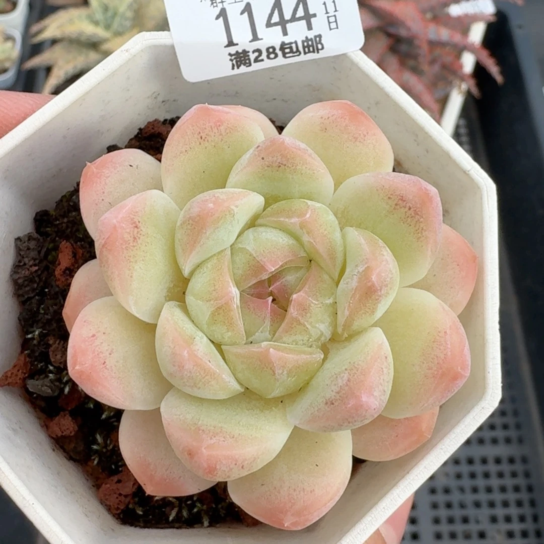 1144一物一拍多肉的
