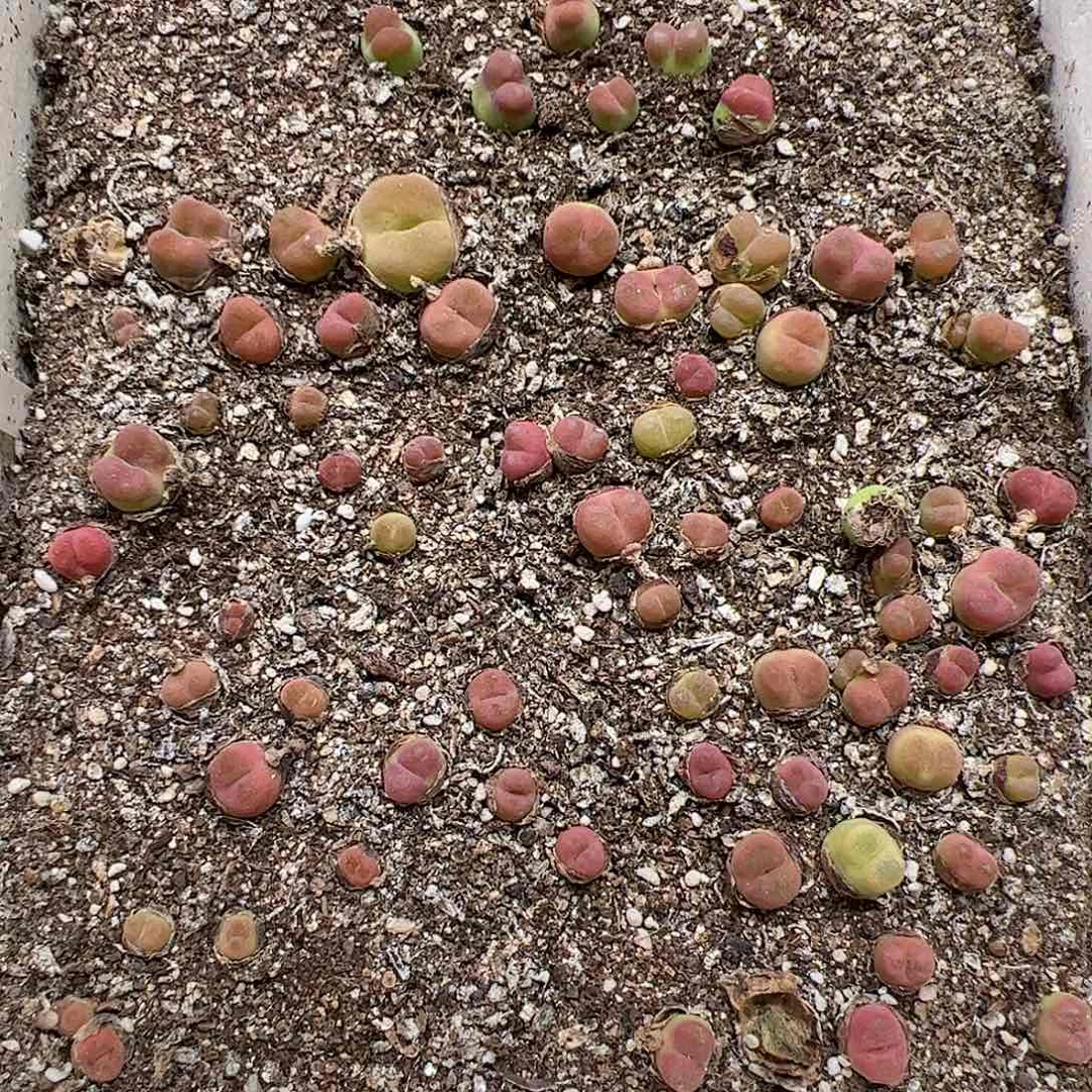 【闪购商品】262 水蜜桃 清