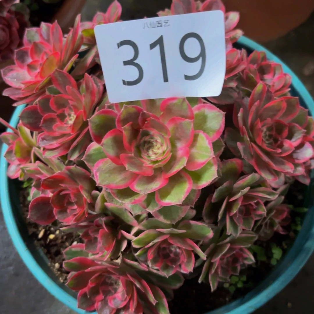 319多肉植物不知名