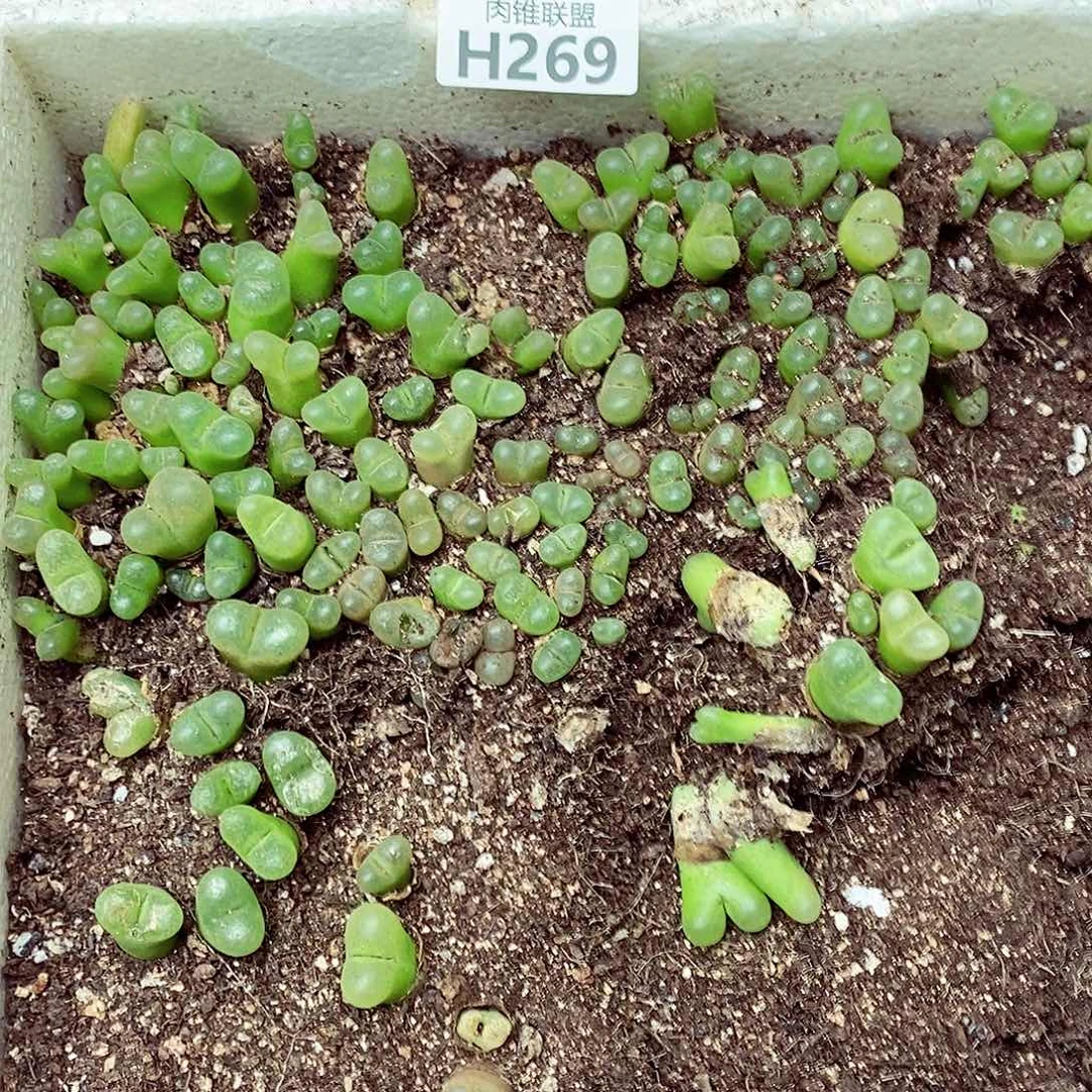 269呃呃呃呃呃呃呃呃呃呃呃