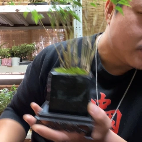 红陶一物一拍所见即所得51