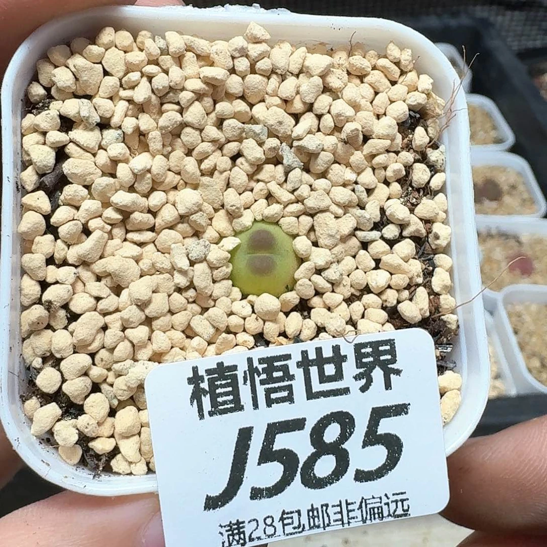 多肉植物的润泽额c c