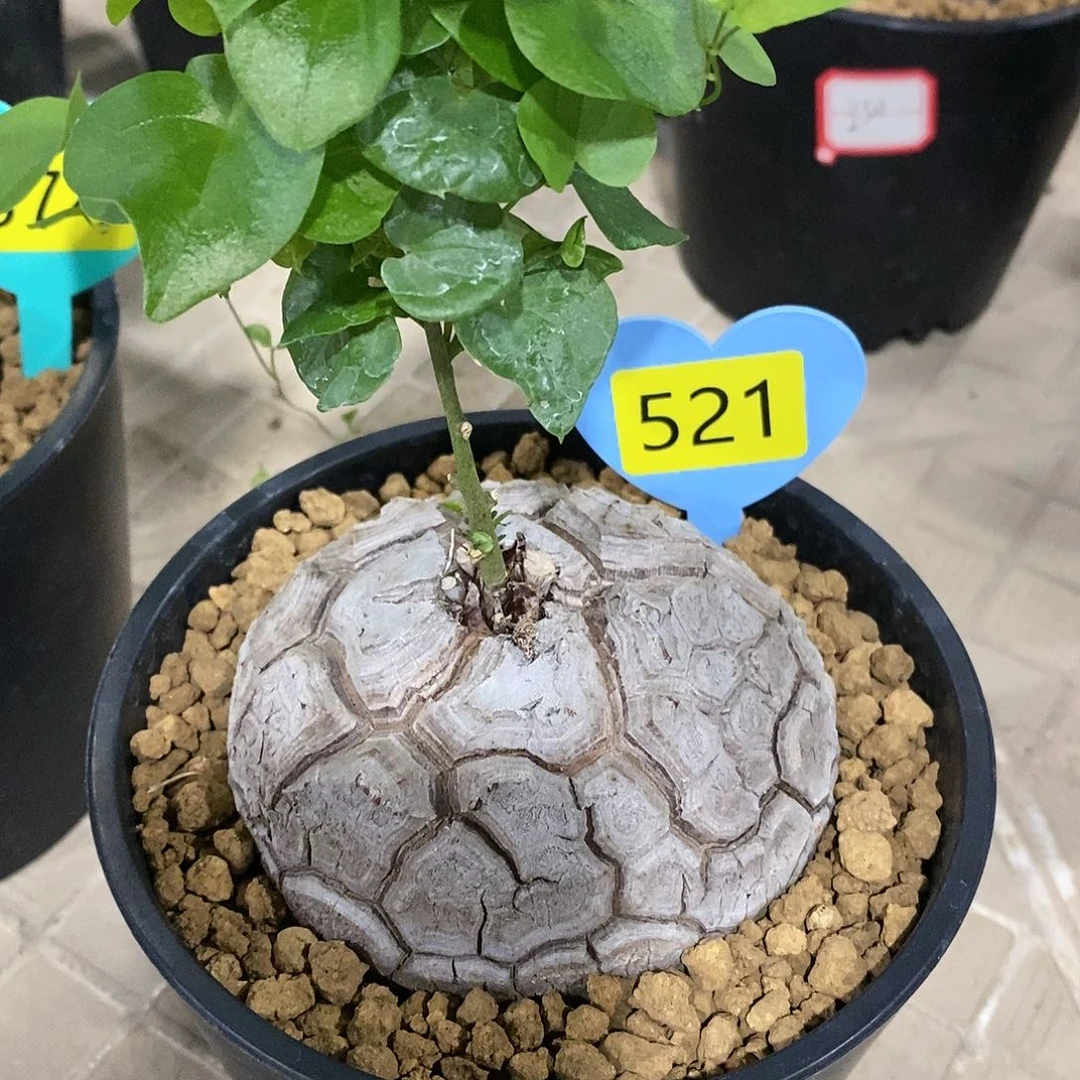 何*琛南非龟甲龙龟甲龙