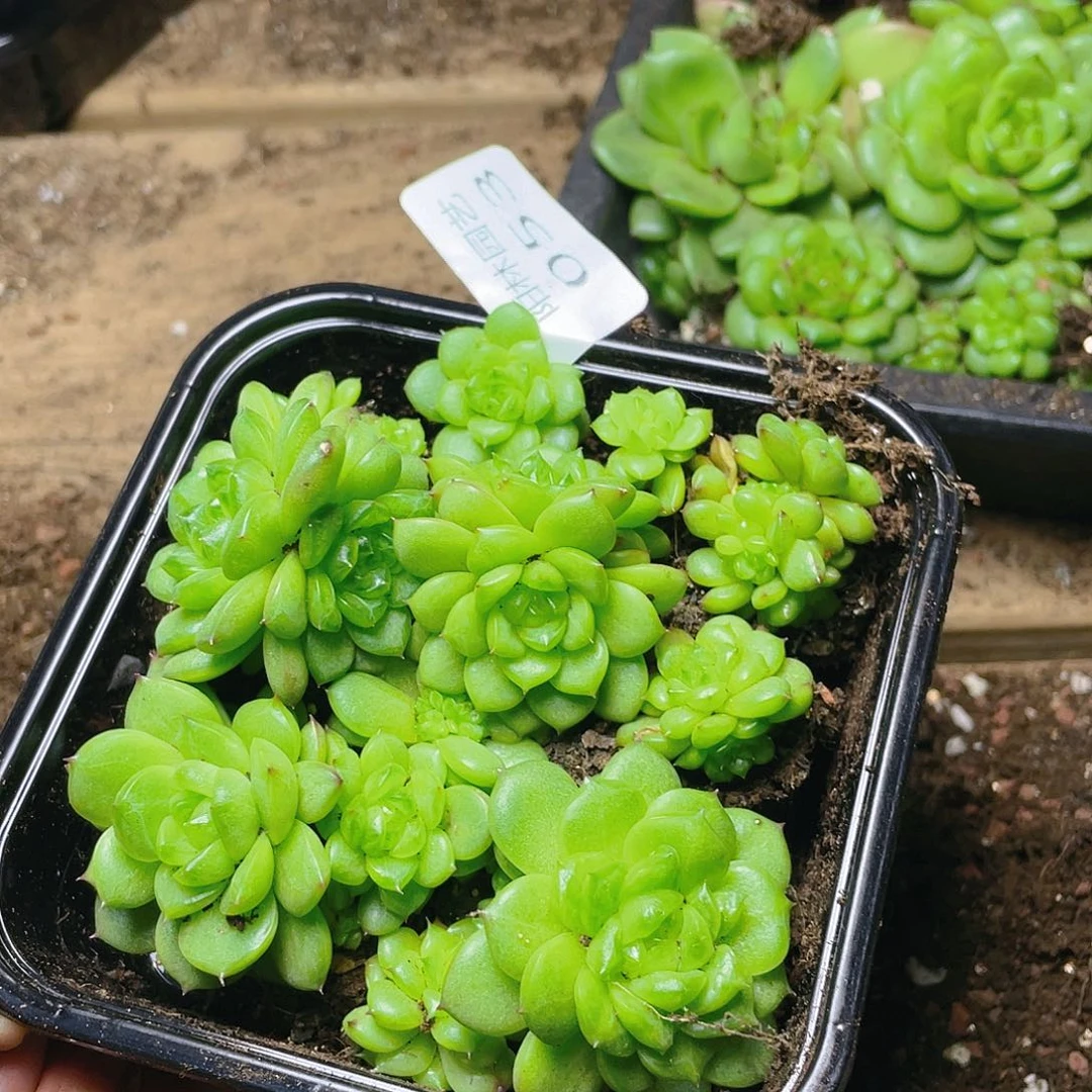 多肉植物多肉植物53