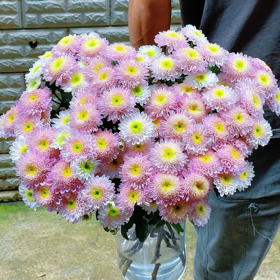 南农烟霞（稀有大扎）小雏菊10枝 全店任意5单一个运费