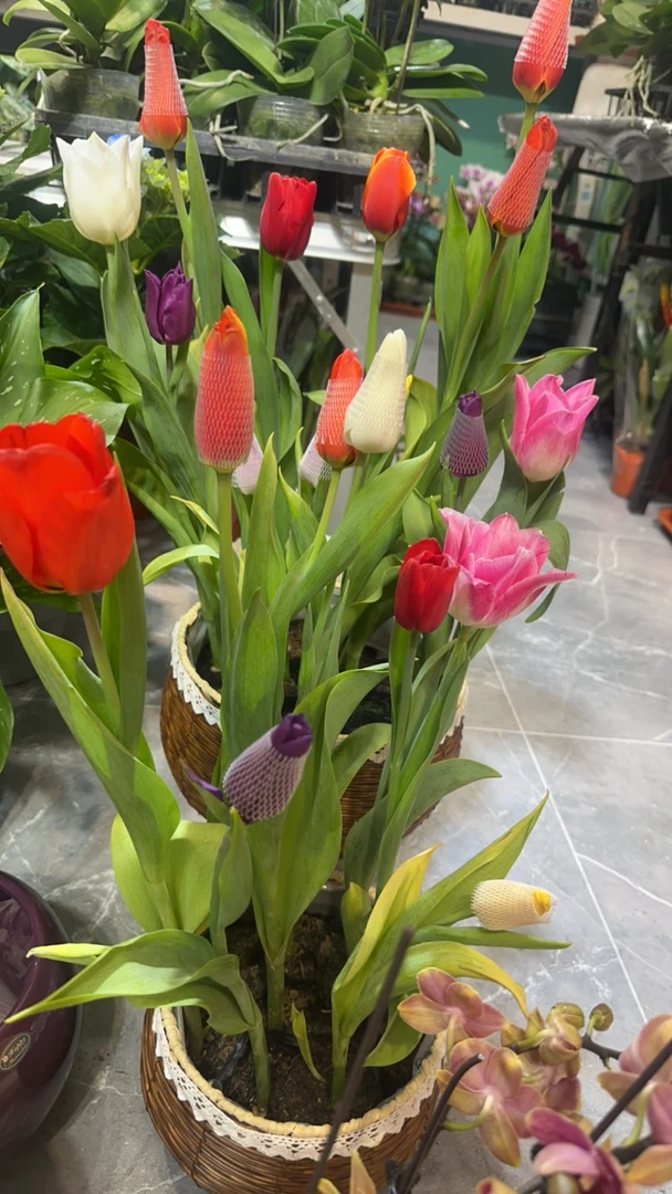 年宵花 精品盆栽 郁金香