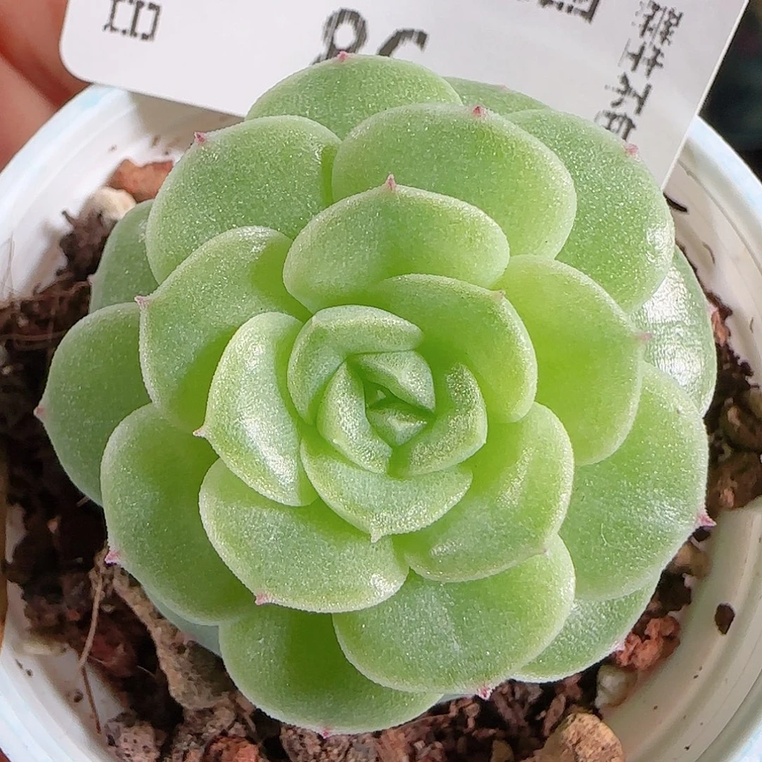 1101-86fm-28一物一拍