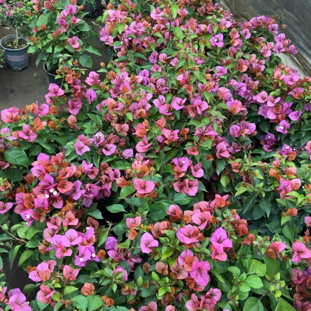 全部花苞（米奇）三角梅会落花落叶会光杆苗有大有小