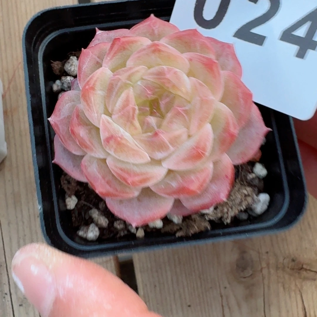 无尽灯      愿你一路坦途，乘风破浪展宏图