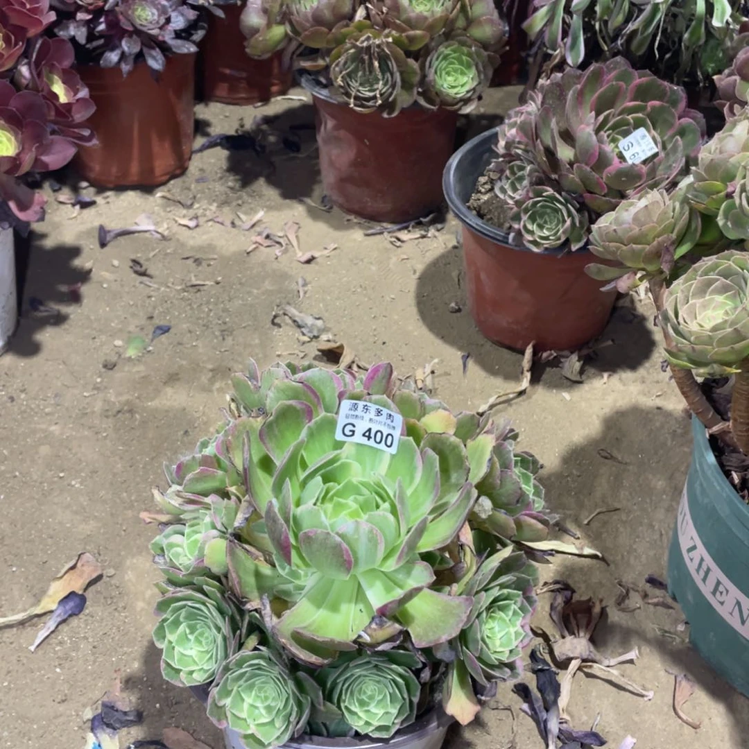 400水蜜桃多肉法师断枝不包