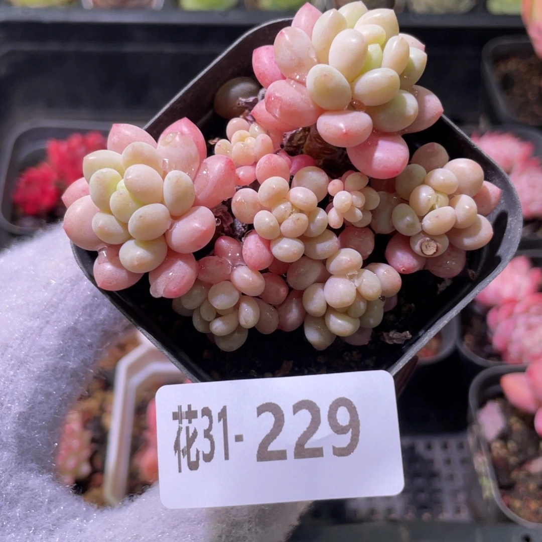 花利美31-229洛可可