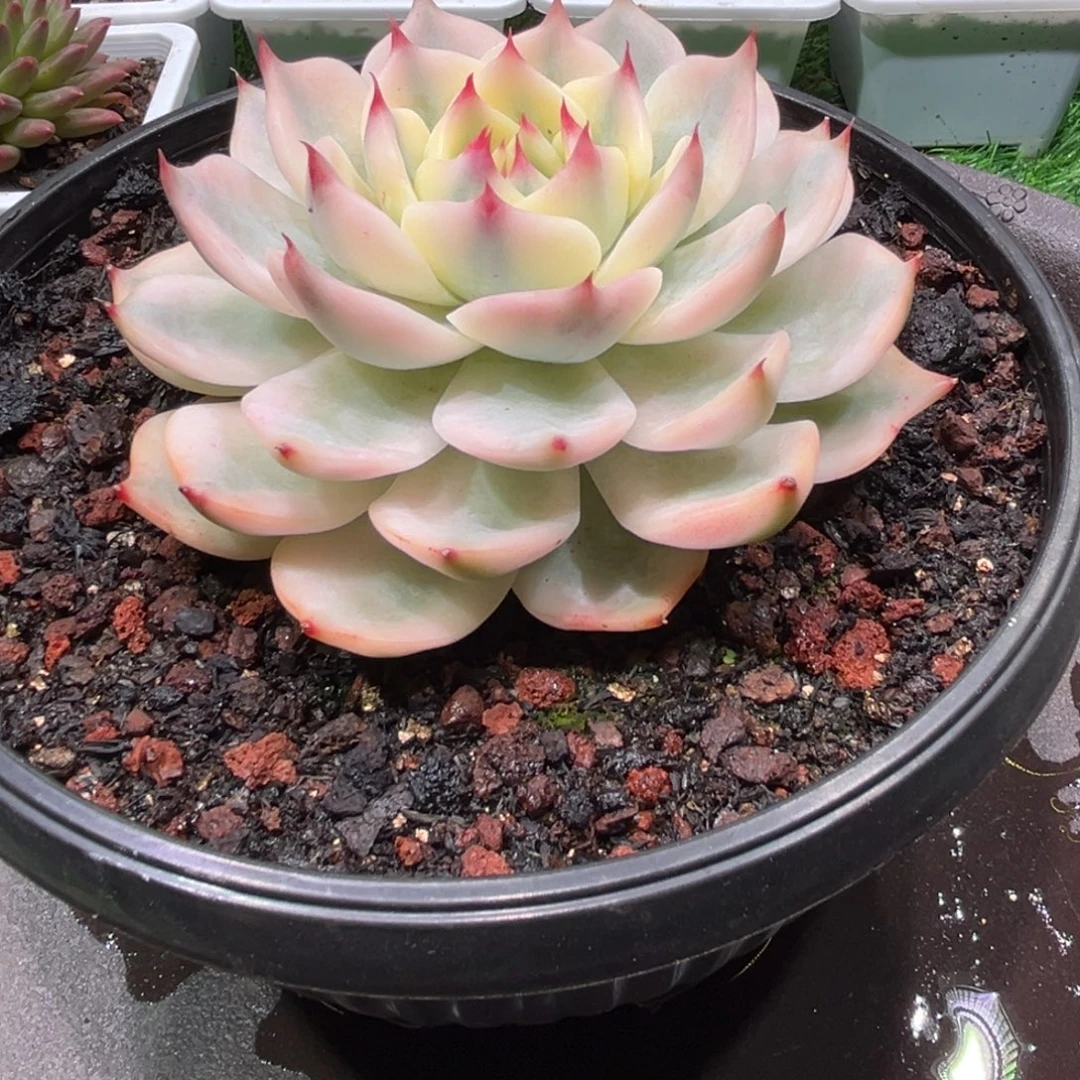 美***姥吉娃娃锦，一物一拍。