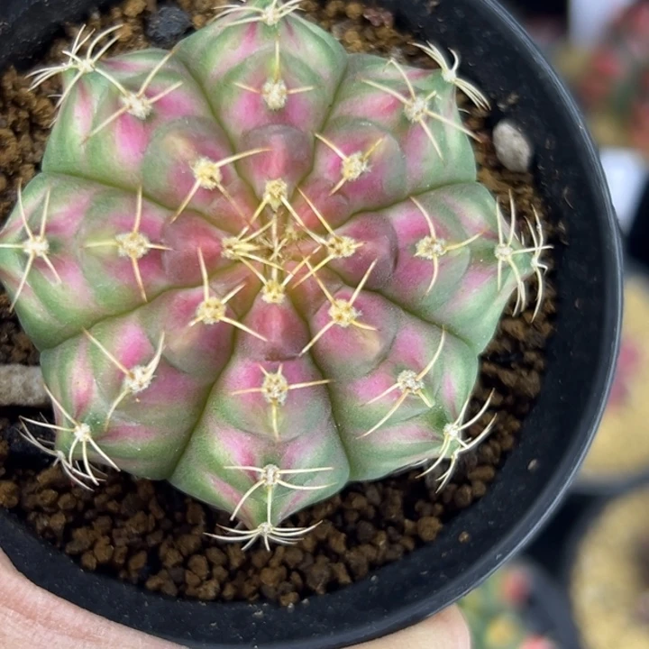 泰国米哈仙人球实生