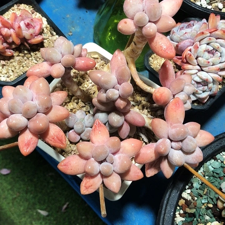 汤圆手指多肉植物