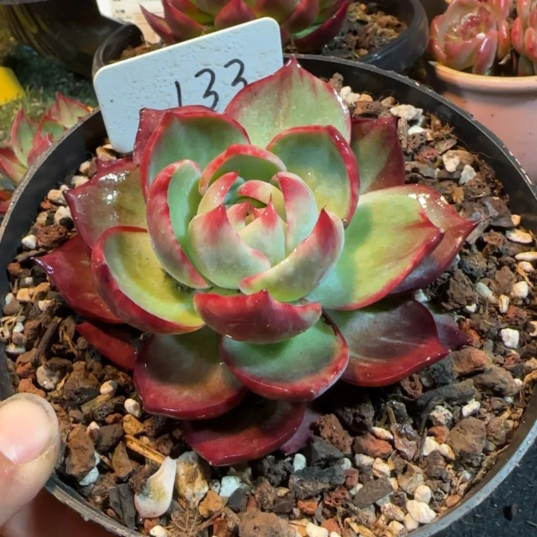 阴阳惊鸿一物一拍包装收缩花旱133