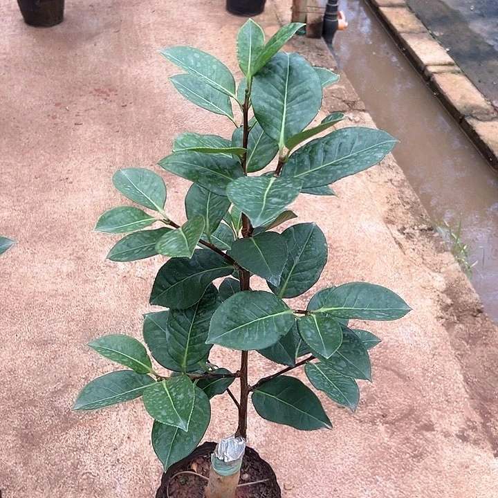 完全开放恨天高嫁接一刀特壮73高