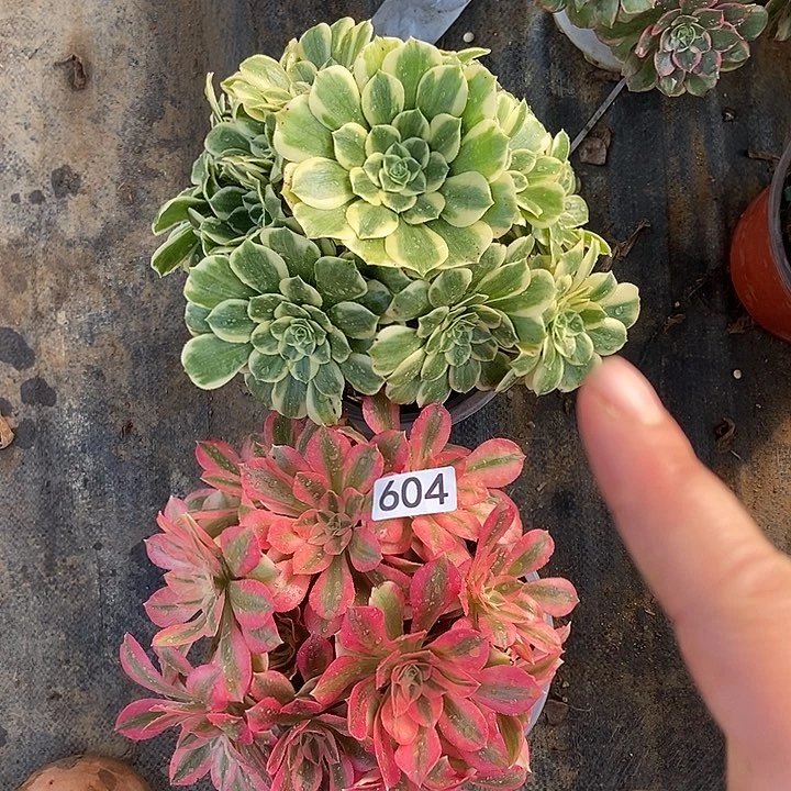 粉女巫迈巴赫有断修好604多肉不包断