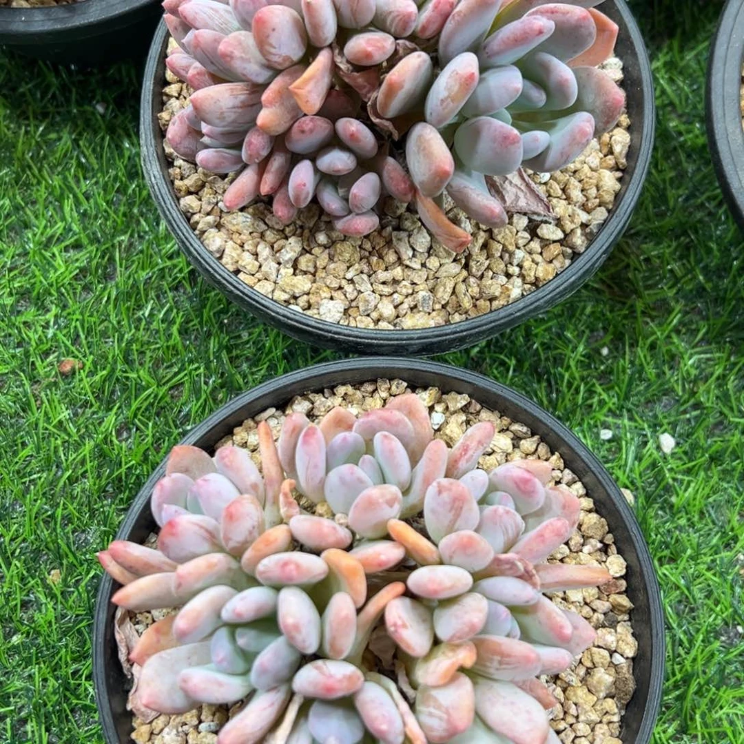 灰姑娘朵朵群生趴地平头群下播福利