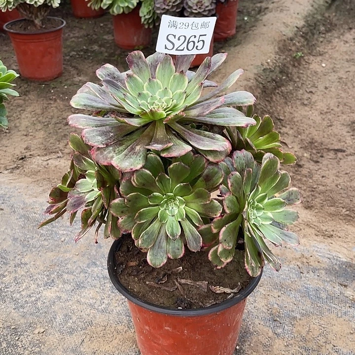 265水墨画多肉植物