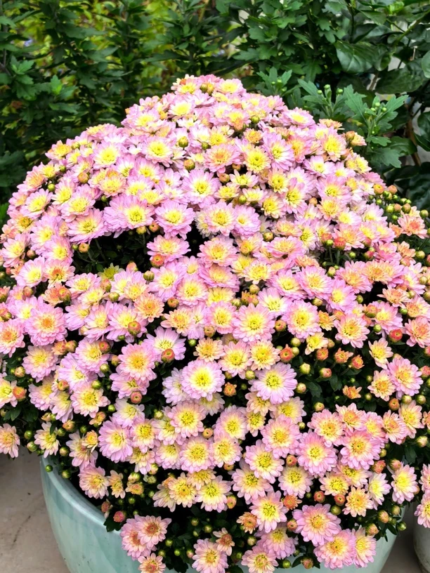 【粉黛千头球菊 】多年生花苞多花量大 花期长 新手易养护