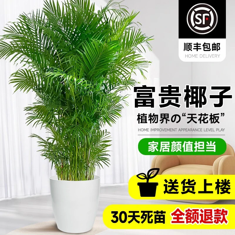 富贵椰子散尾葵袖珍椰子盆栽植物耐活室内绿植客厅大摆件竹子绿植