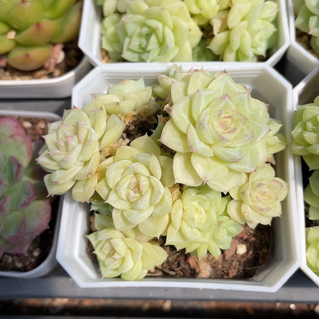 优选白天鹅福利003