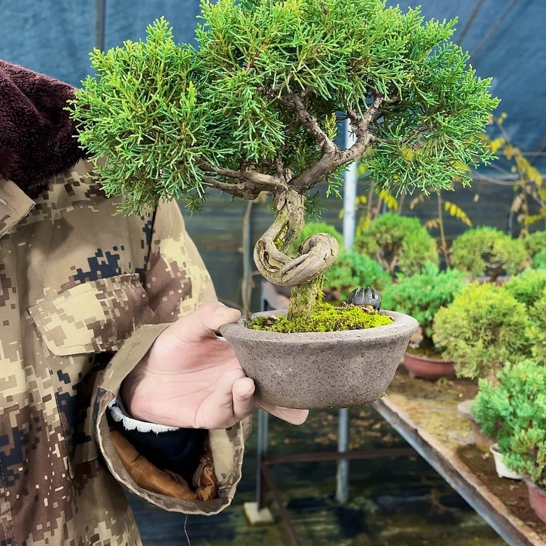 无花朵系雨川1111