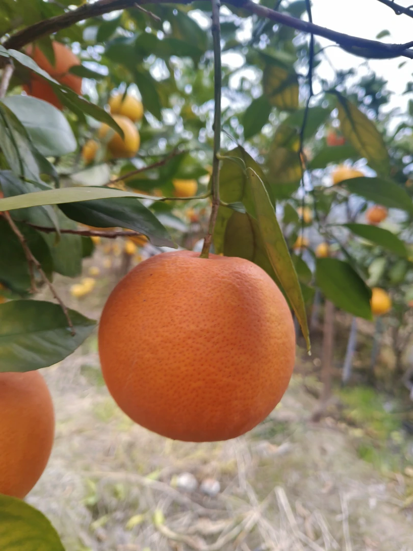 观果植物一物一拍