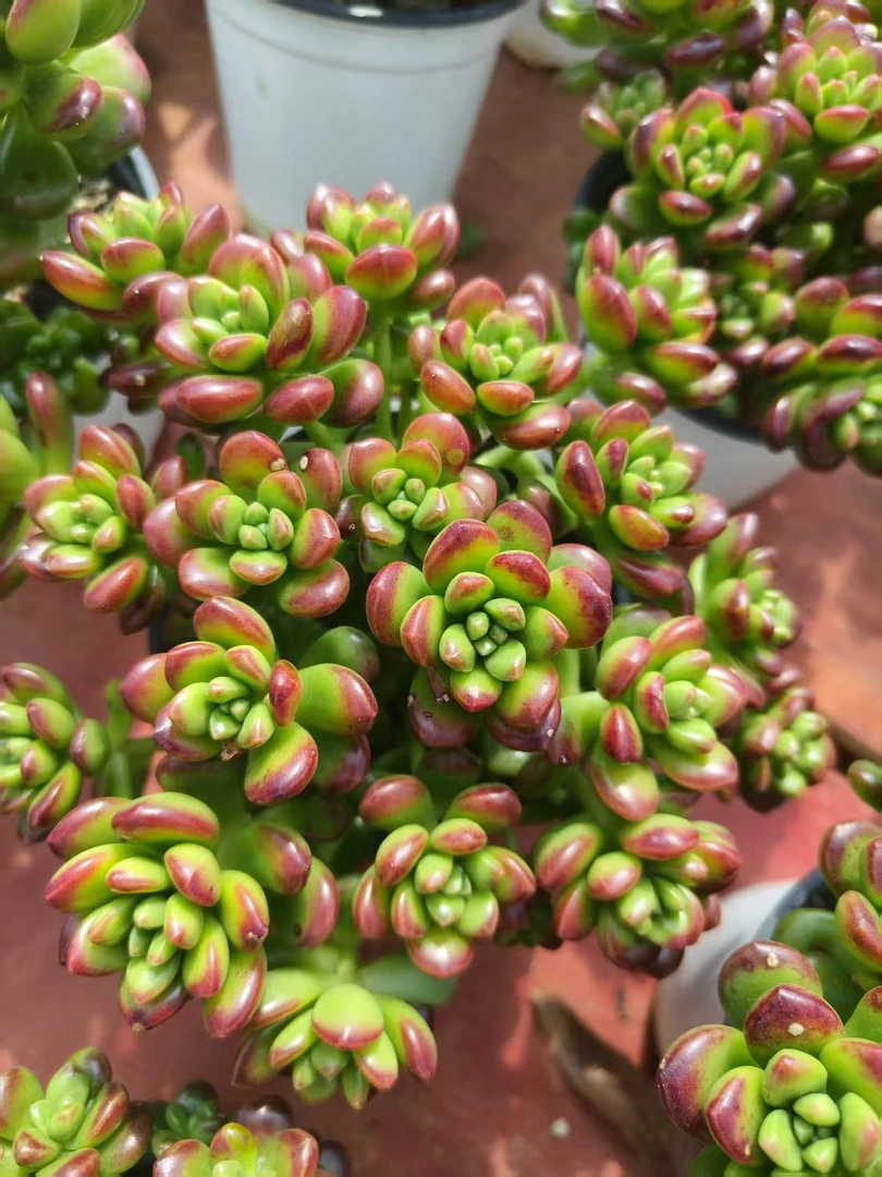 整桩丸叶松绿群多肉盆栽好看好养