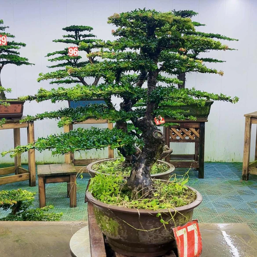 【闪购商品】无花朵