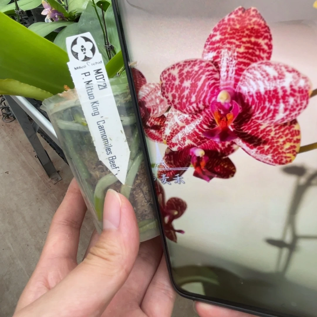 完全开放弥陀721-和牛肉-954