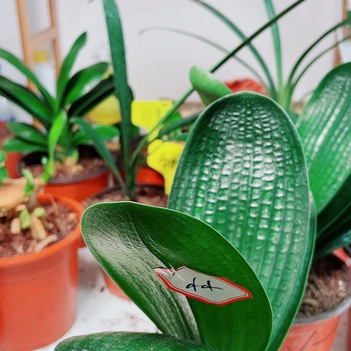当前无花栽培后可以开花