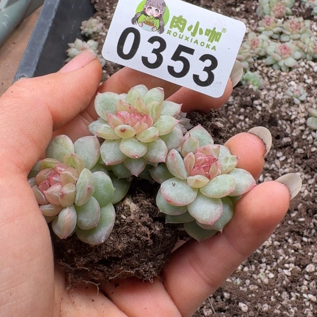 多肉植物多肉植物