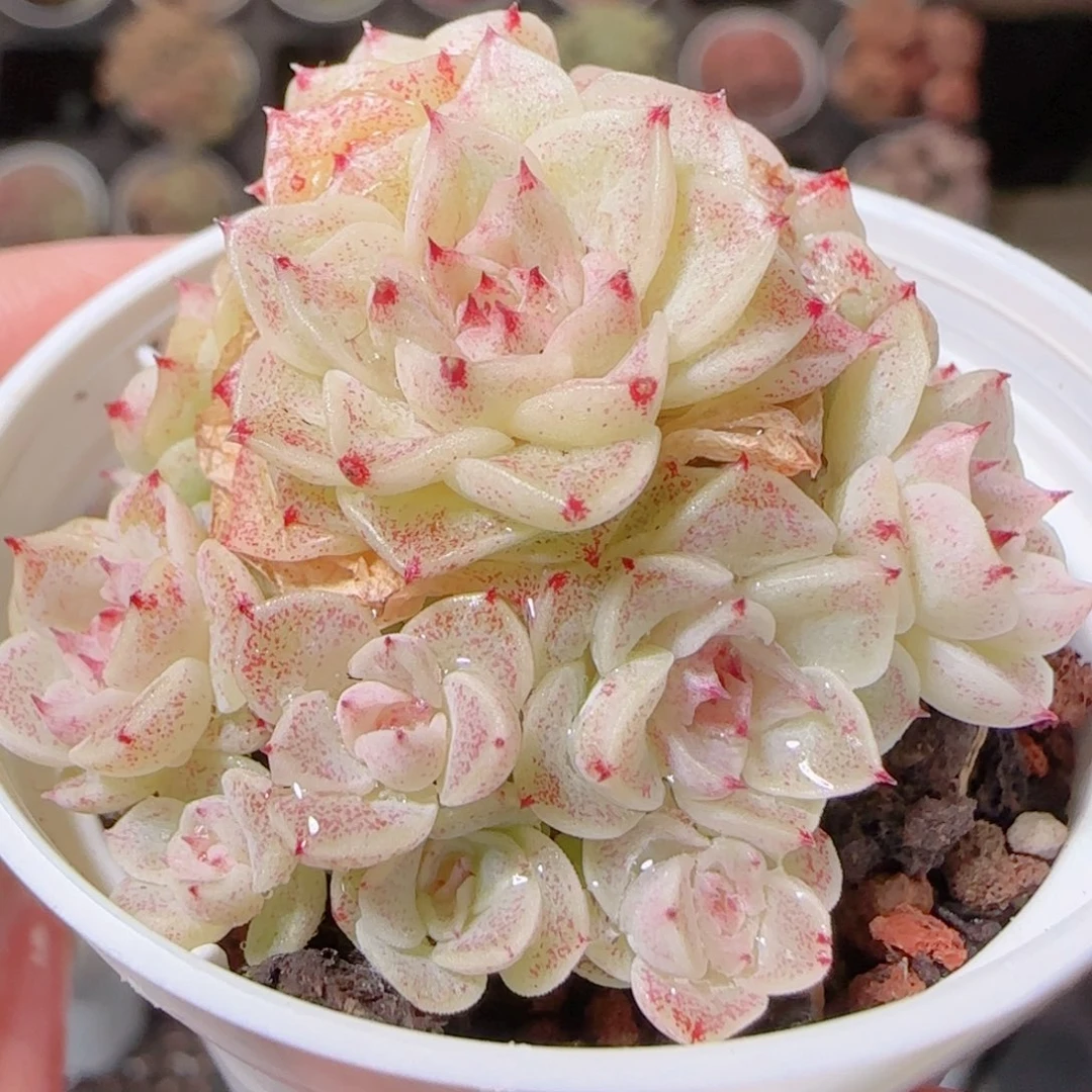 花语多肉1207-139散