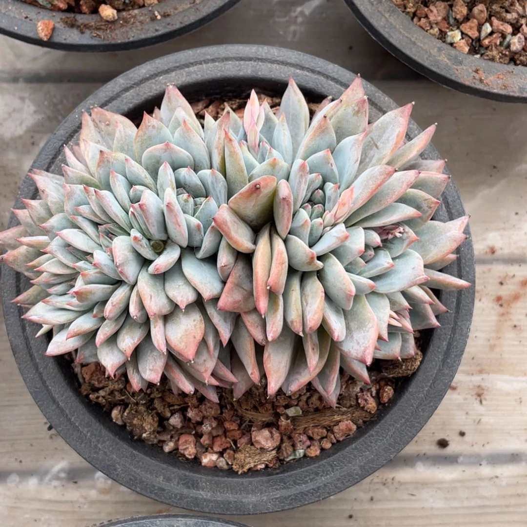 粉蓝鸟缀化朵朵缀11头180