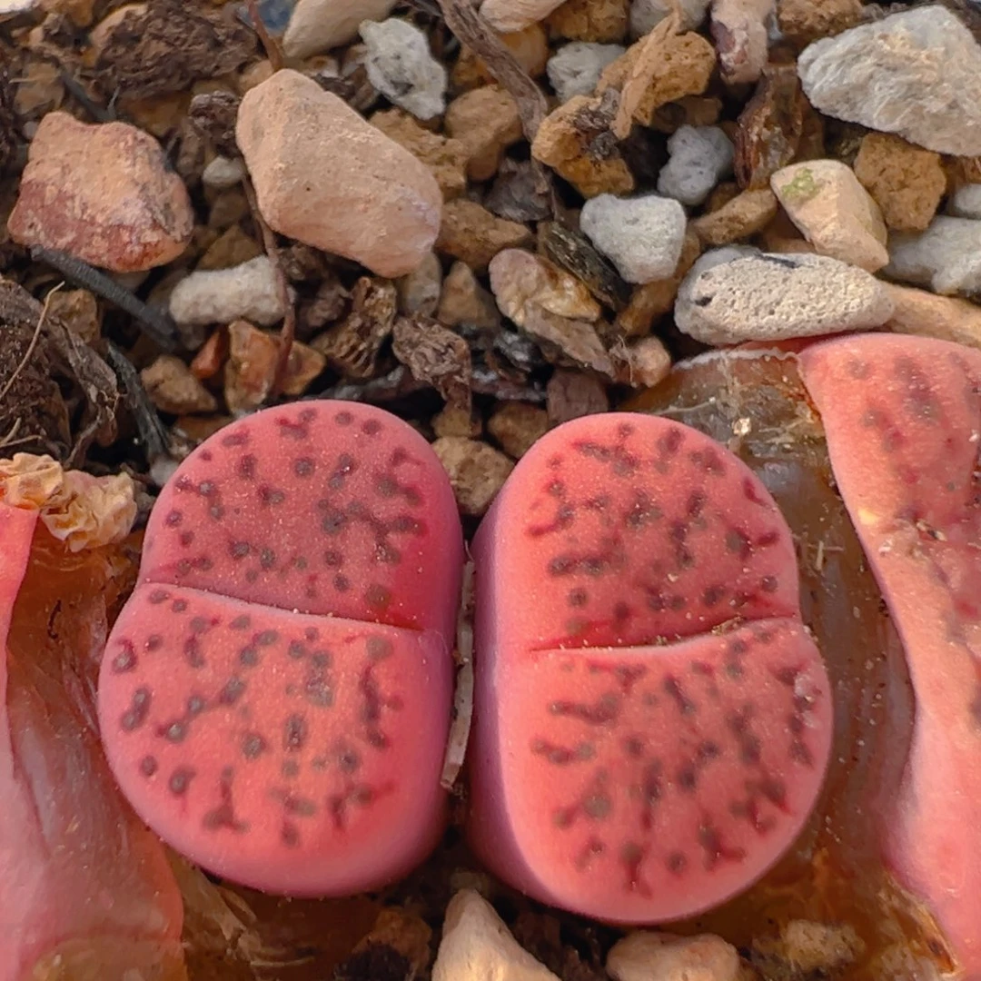 54多肉植物百科知识