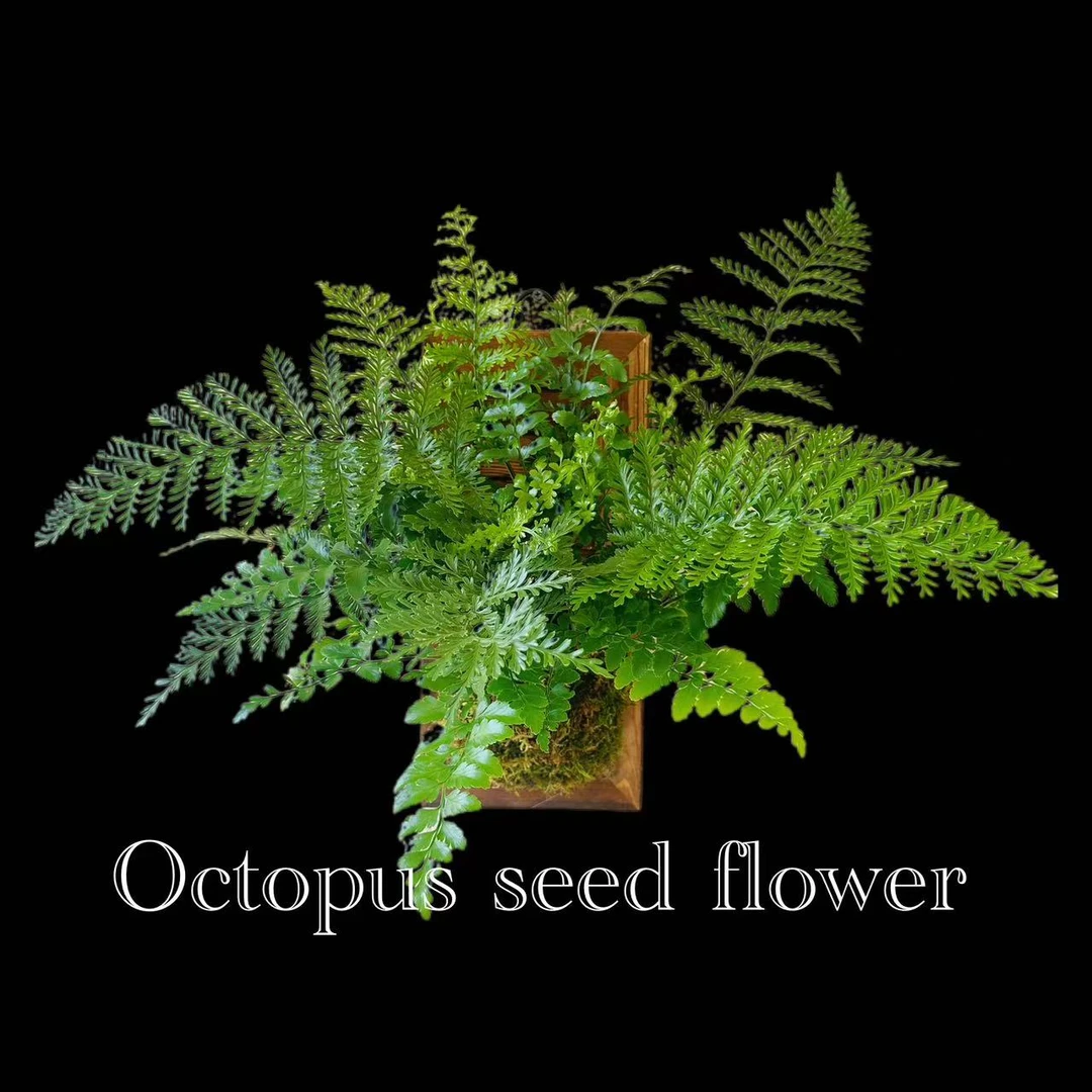 吉姆蕨 耐荫室内四季常绿蕨类植物吸甲醛净化空气绿植盆栽顺丰