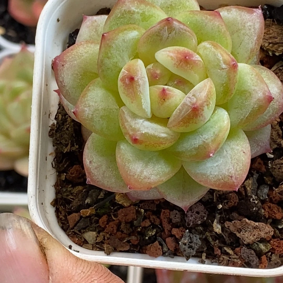 天官赐福百无禁忌