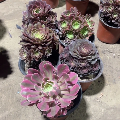 005多肉植物组合