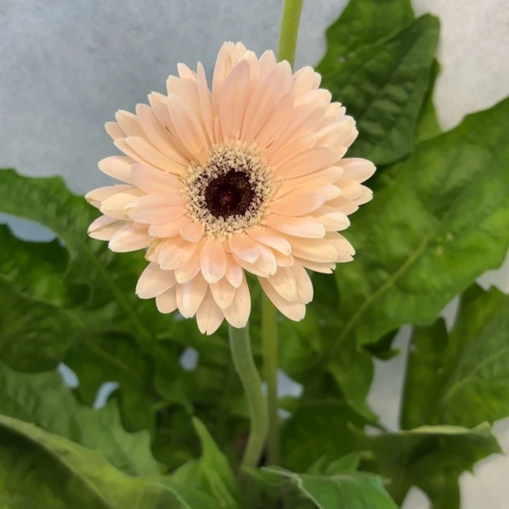 一加仑软盆非洲菊/浅粉粉蝶