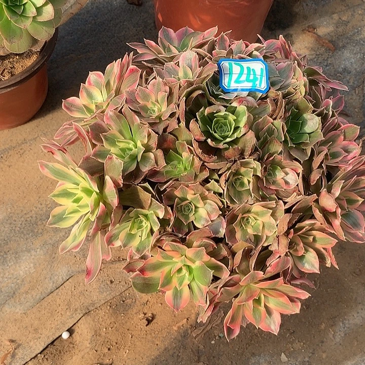 多肉植物女妖1241