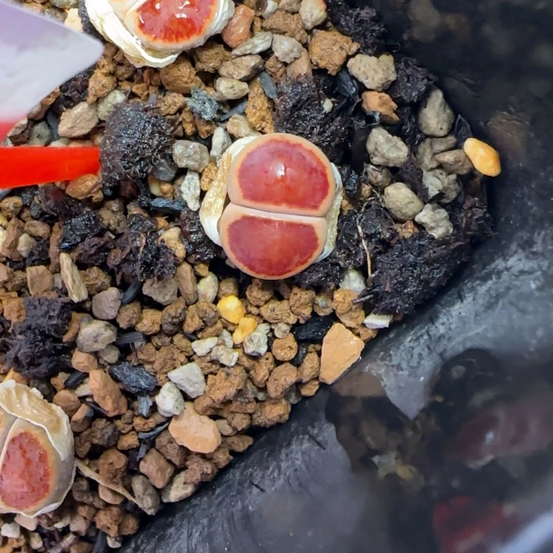 163 生石花大棚直播