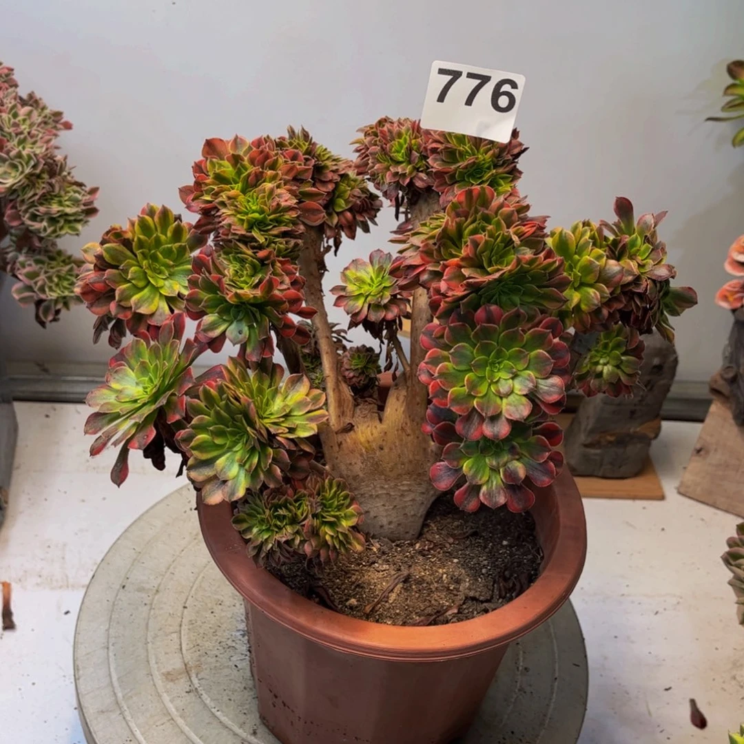 多肉植物祝融缀有修776