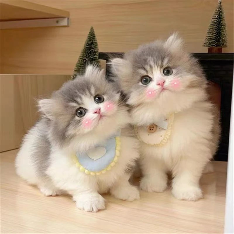 强南方猫店活体宠物猫咪全款成交链接 品种以直播间介绍为准