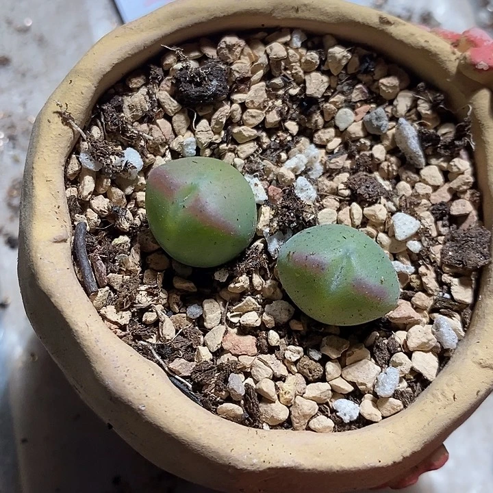 3336。  两颗桃割娘杂交。